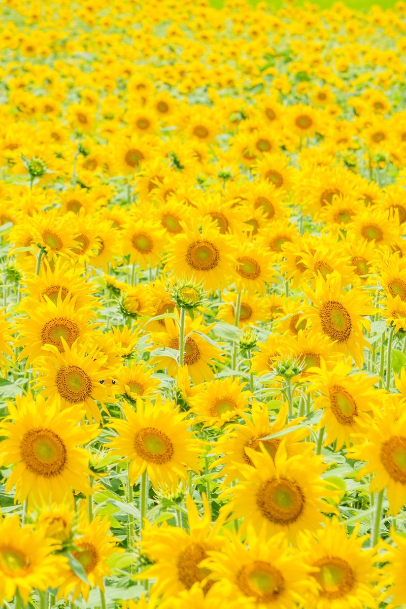 フエキくんど～こだ？
 
暑い日が続きますね🫠
夏らしいひまわり畑の中にフエキくんが隠れています！🌻
上手にかくれんぼしているのでじっくり探してみてくださいね🫣
 
#フエキくんを探せ
#毎月恒例 #ひまわり #ひまわり畑