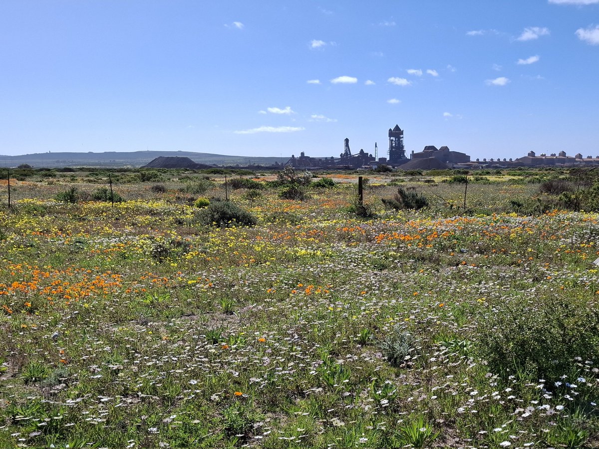 Tanja Werheit (@germanycapetown) on Twitter photo Always a pleasure to visit Freeport Saldanha Industrial Development Zone <a href="/FreeportIDZ/">Freeport Saldanha</a>, one of 🇿🇦 South Africa's future green hydrogen hubs.
And along the way, there are millions of flowers - spring is in the air! 🌻
#beautifulWestCoast
#FlowerSeason Always a pleasure to visit Freeport Saldanha Industrial Development Zone <a href="/FreeportIDZ/">Freeport Saldanha</a>, one of 🇿🇦 South Africa's future green hydrogen hubs.
And along the way, there are millions of flowers - spring is in the air! 🌻
#beautifulWestCoast
#FlowerSeason
