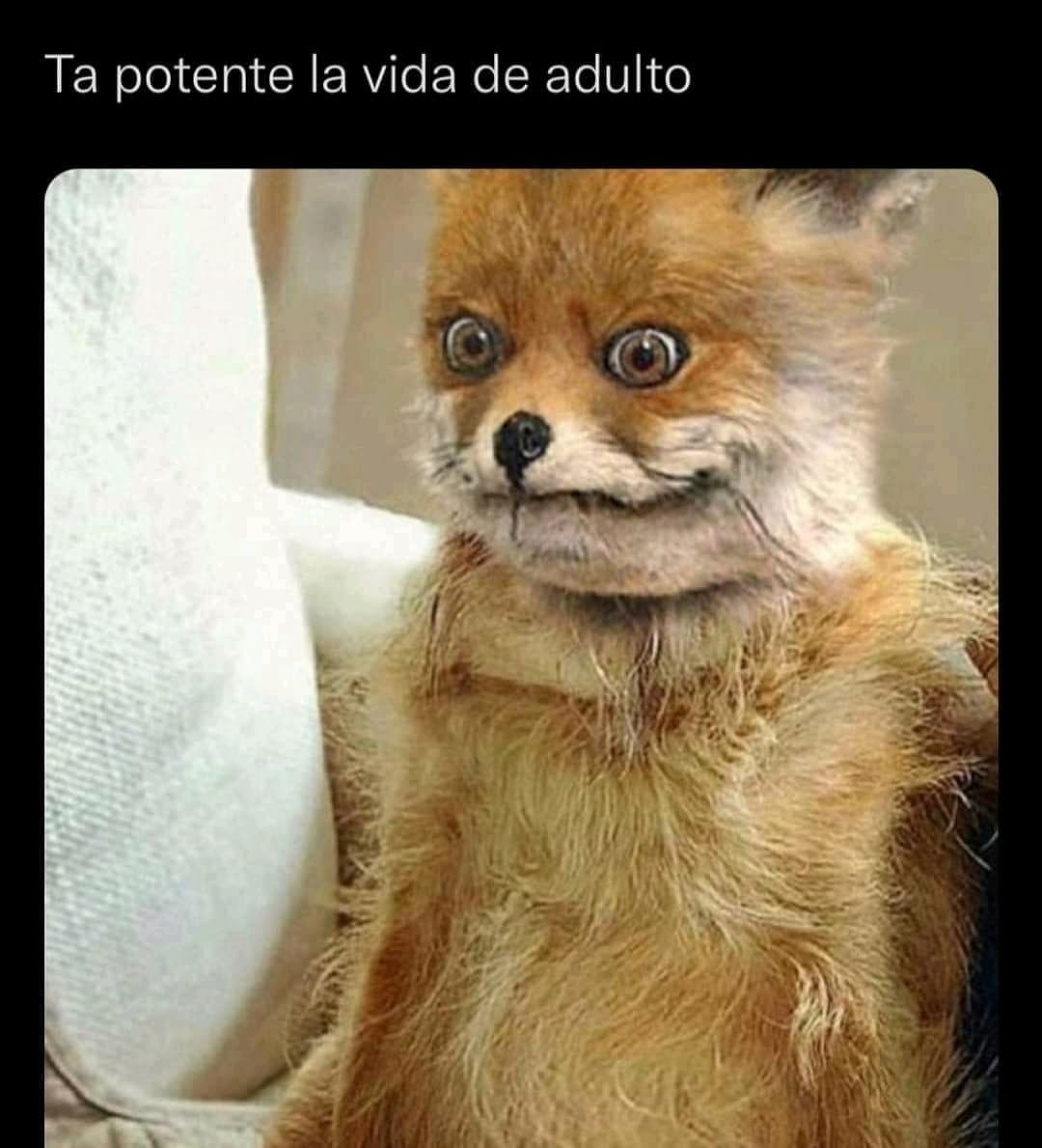 ser adulto es decir ‘la semana que viene me organizo’ todas las semanas #meme