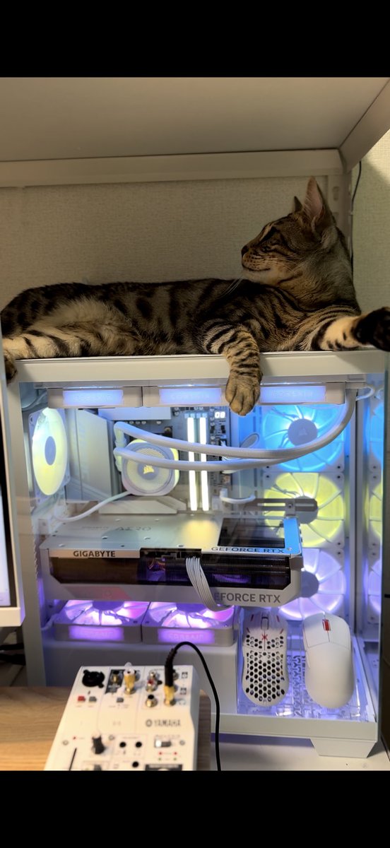 KmaR511P's tweet photo. #CORSAIR写真部

💻と🐱 https://t.co/wZk1Kyjpri