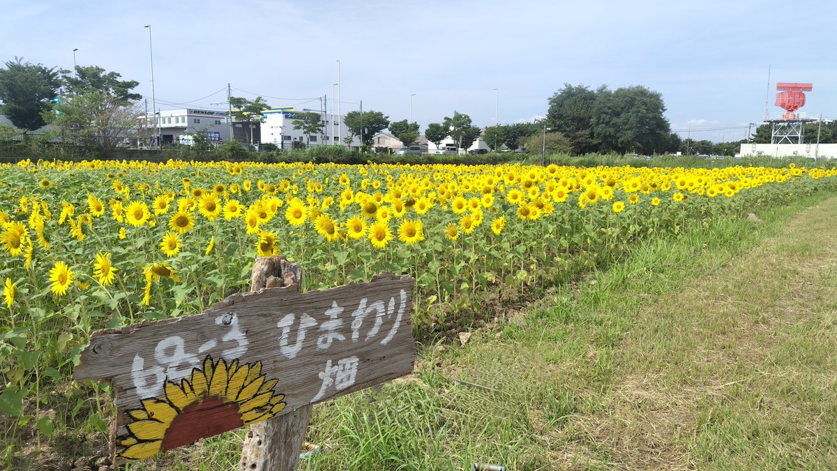 KoudaiOfficial's tweet photo. 8月22日、第68回生Ⅲ期の学生が卒業しました。卒業生が仙台分校で育てたひまわりも満開で卒業を喜んでいるかのようです。航大で学んだことを生かし、エアライン・パイロットとしての夢を実現してほしいです！ https://t.co/QAZZEAWK5k