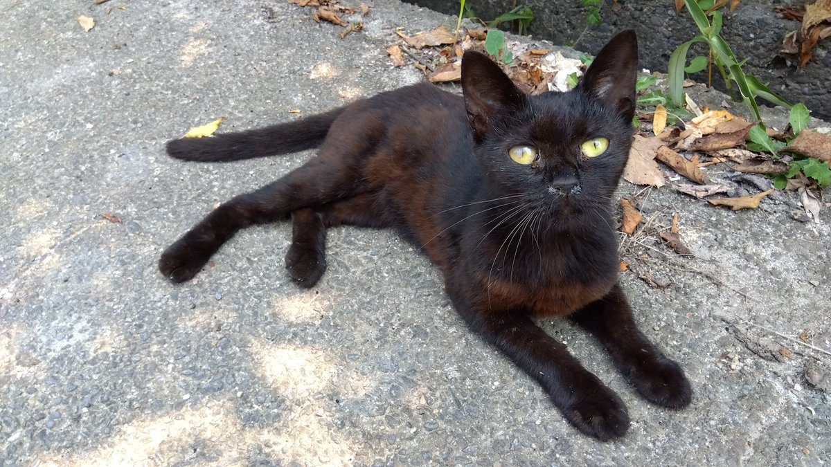 141Wing's tweet image. 🐱