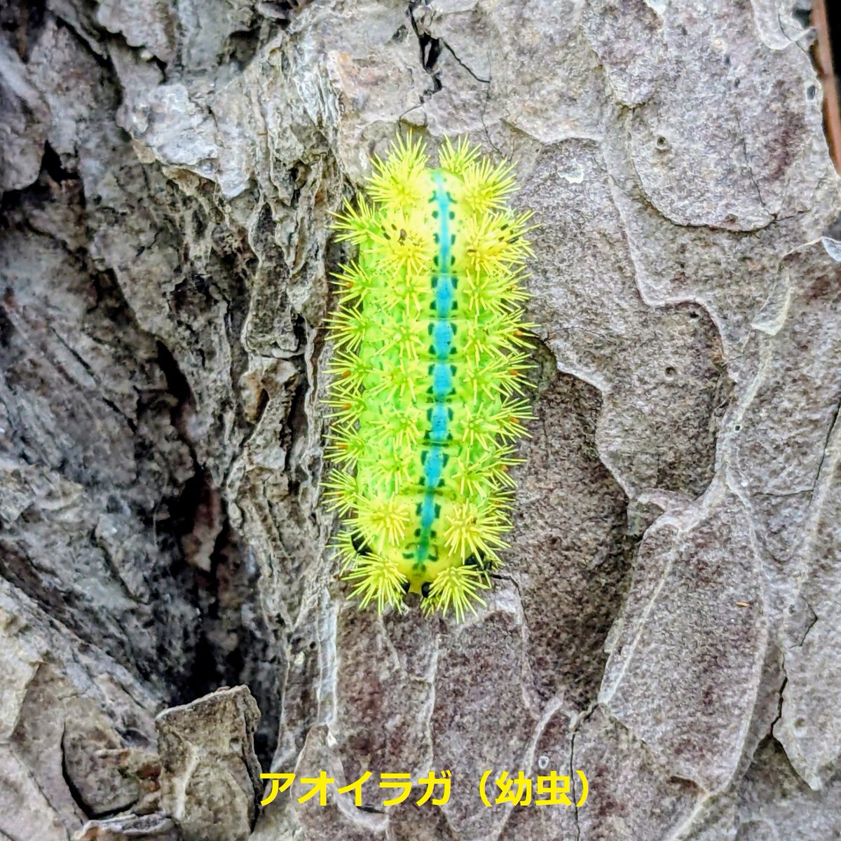 マーベラスな虫たち⁉️ #キマダラカメムシ は、国内最大級の外来の