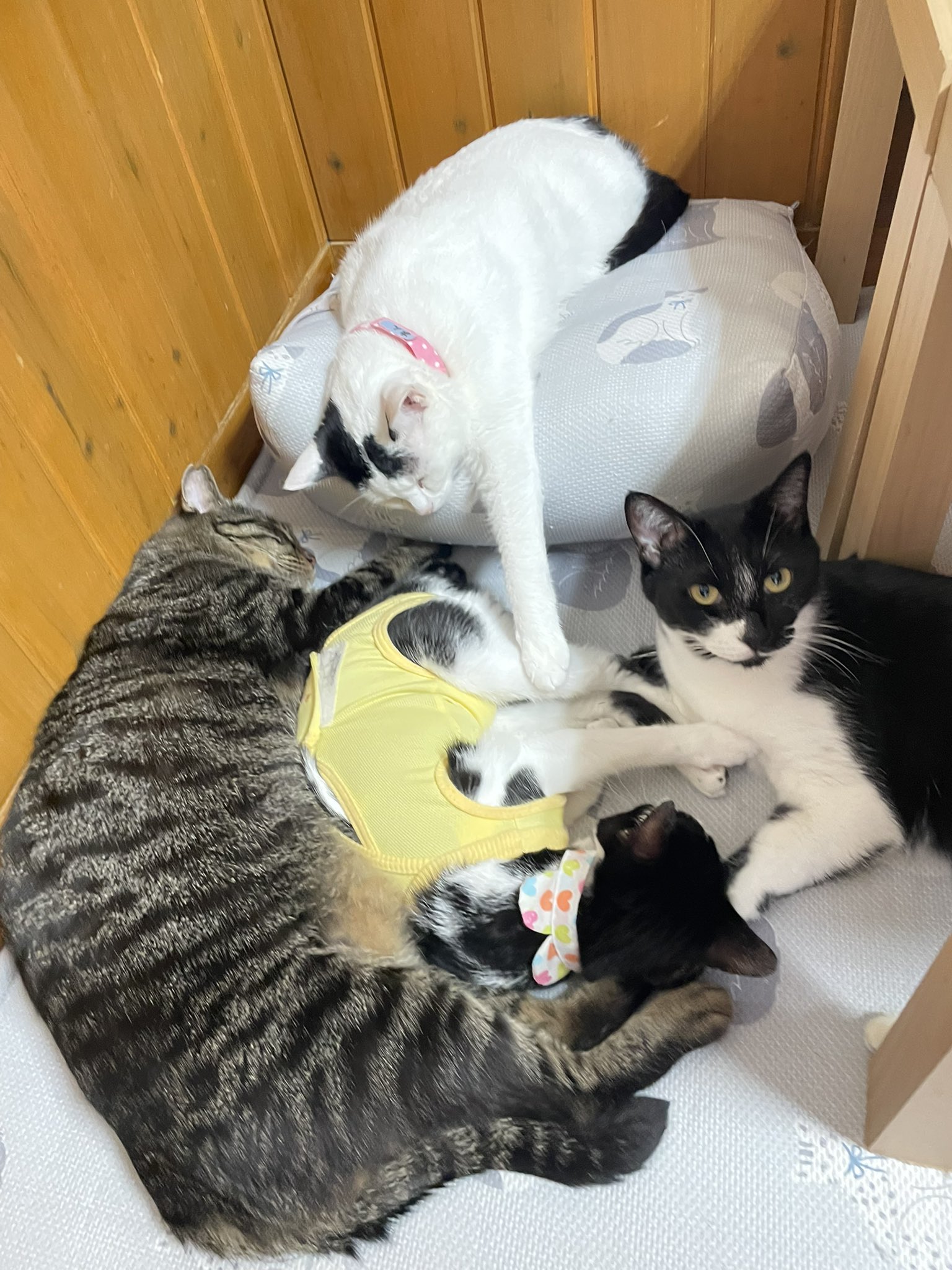 cat'scafeねこじゃらし on X: 