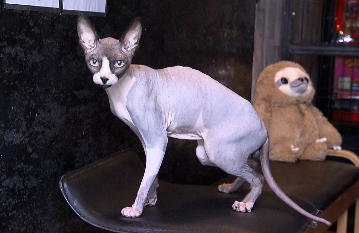 猫の日 毛がないで有名なスフィンクス🐈🐈\u200d⬛ ボンボンとケムケムです！犬と猫と猿を混ぜたような性格で、とってもいい子で毛が極短毛なので表情が分かりやすくて、可愛い♡  https://t.co/BJElLjzZMK インスタもやってるよ〜♡ よく気持ち悪いとか言われるけど 全くそんな ..., image size:1200x778