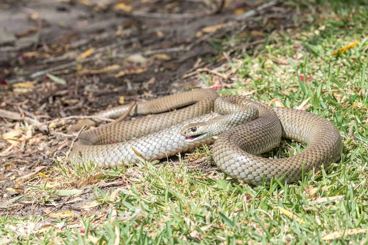 Agronomme_'s tweet photo. 🐍 NATURAL REMEDIES TO REPEL SNAKES FROM YOUR HOUSE 🏡🌿

If snakes are creeping too close for comfort, don’t panic. Here are safe, natural, and effective remedies to keep them away, no chemicals, just nature! 👇