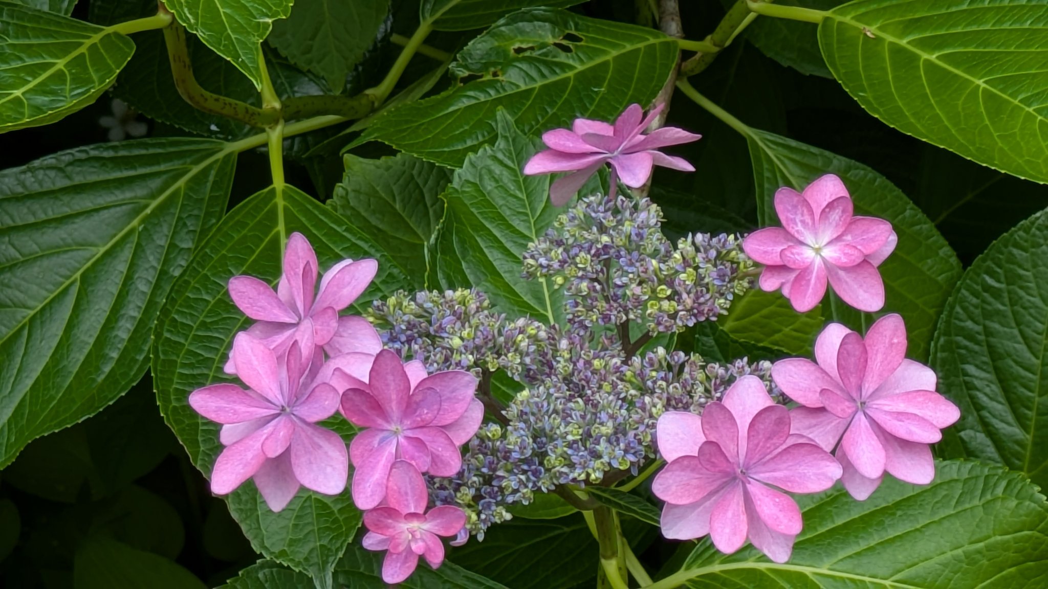 虹～紫陽花⭐ 花さんぽ♯66 瀬田四丁目旧小坂緑地の紫陽花 - futakoloco
