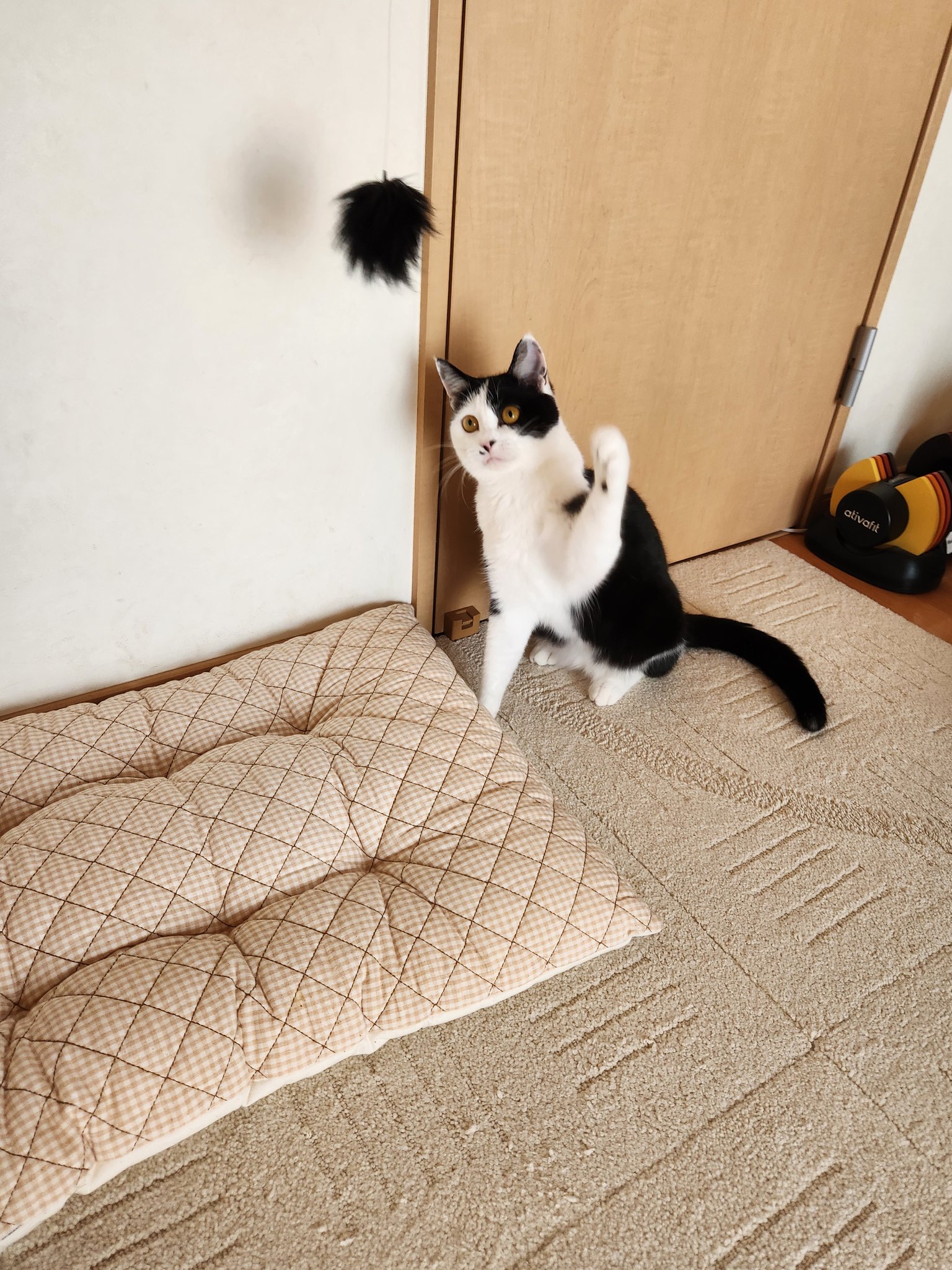猫の家　むいむい　おもちゃ5点セット むいむいシリーズの棒の外し方☆ 簡単ですよ～ #猫の家® #猫の家