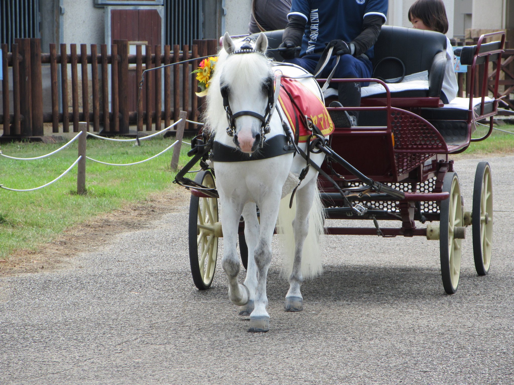 木彫　馬乗り 木彫り馬 写真素材 [ 3433727 ] 無料 - フォトライブラリー