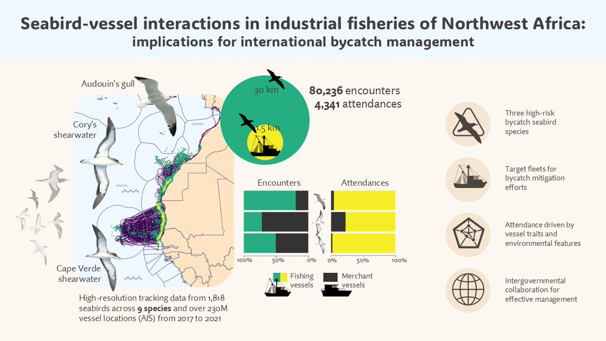 Just published ‼️ 3 seabird species in NW Africa are at highest risk from bycatch 🚢 Key fleets identified to guide action and🌍cross-border ocean conservation   👉doi.org/10.1111/1365-2…