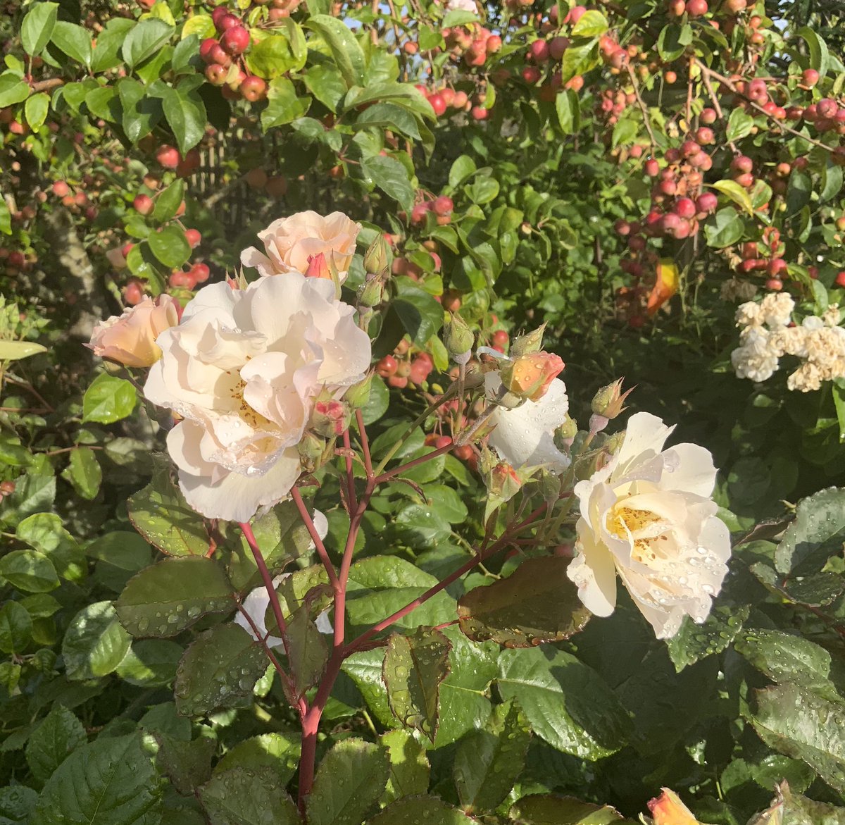 Penelope, Hybrid Musk #rose with crabapples and raindrops. We had rain! For all of 3 minutes! We are promised more!
Happy #RoseWednesday everyone. Hope you all get the weather you want/need. 
<a href="/kgimson/">k gimson 🌻🐝</a>