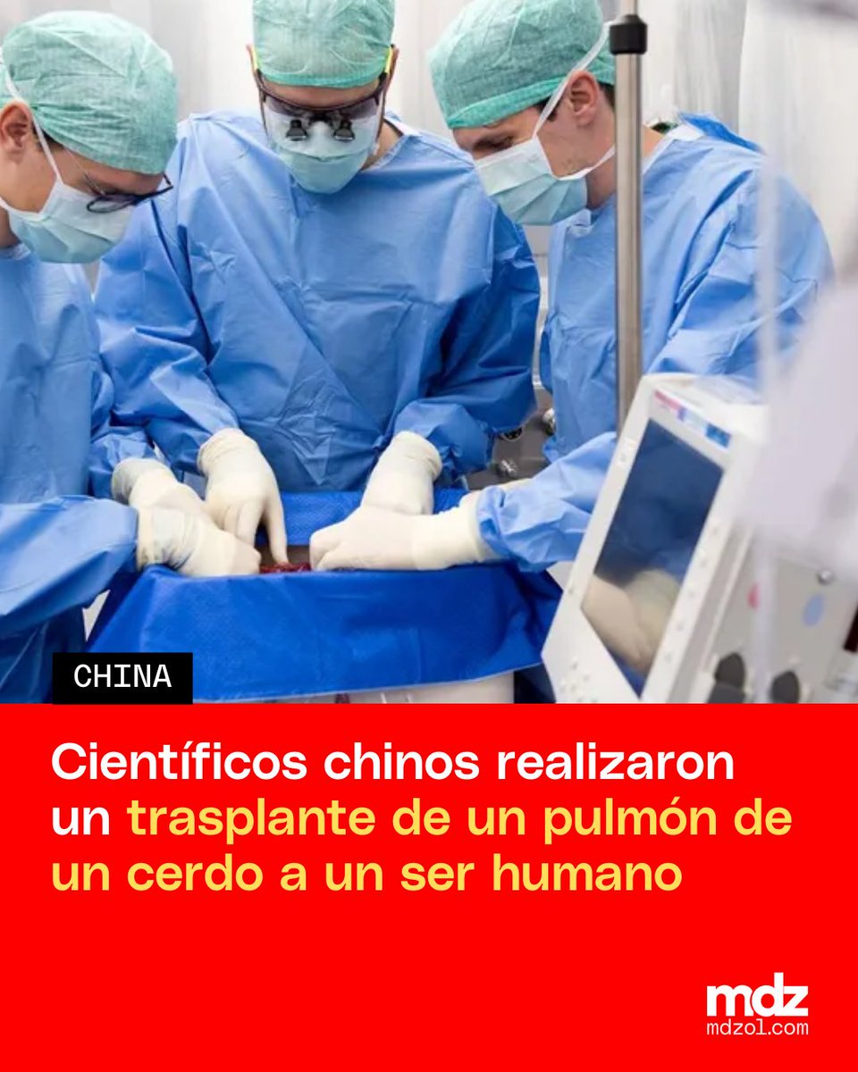mdzol's tweet image. 🫁🇨🇳En el Hospital Universitario de Guangzhou, China, se realizó un trasplante histórico: un equipo de científicos implantó con éxito el pulmón de un cerdo modificado genéticamente en una persona con muerte cerebral.

#TrasplanteDeÓrganos #Xenotrasplante #AvanceCientífico #China