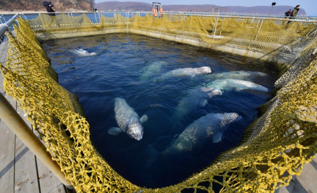 MEME COINS (@lupymemcoin) on Twitter photo 