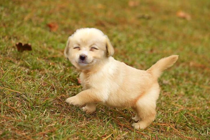 everything will be okay !! and you will one day play in the grass like me !! yahoo !!