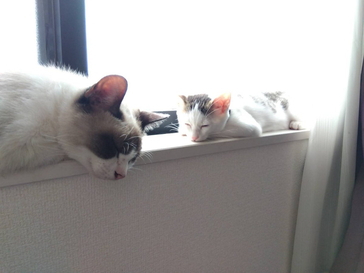 うちの
Qoo &amp; ぽん