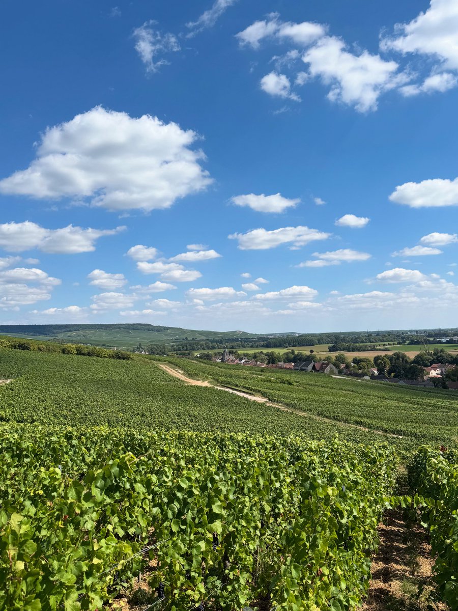 LouisRoederer_'s tweet photo. Day#5 we continue the harvest of our #CristalChampagne domaine in Ay, Verzy &amp; Verzenay; Cramant &amp; Avize… we are also starting today our Pinots noirs in Cumières for #Collection250 #Harvest25 #250thHarvest #InPursuitofTaste -JBL https://t.co/3nCS81Eb32