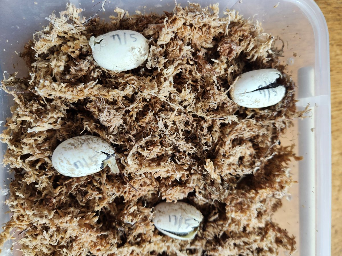 フロリダ
2クラッチ目が無事産まれてきそうです