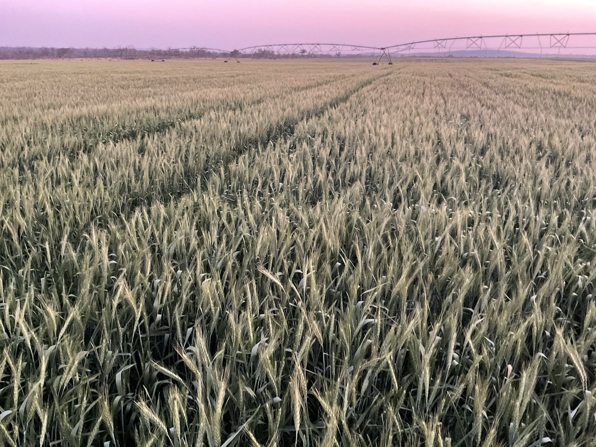 Jamwanda tweet media