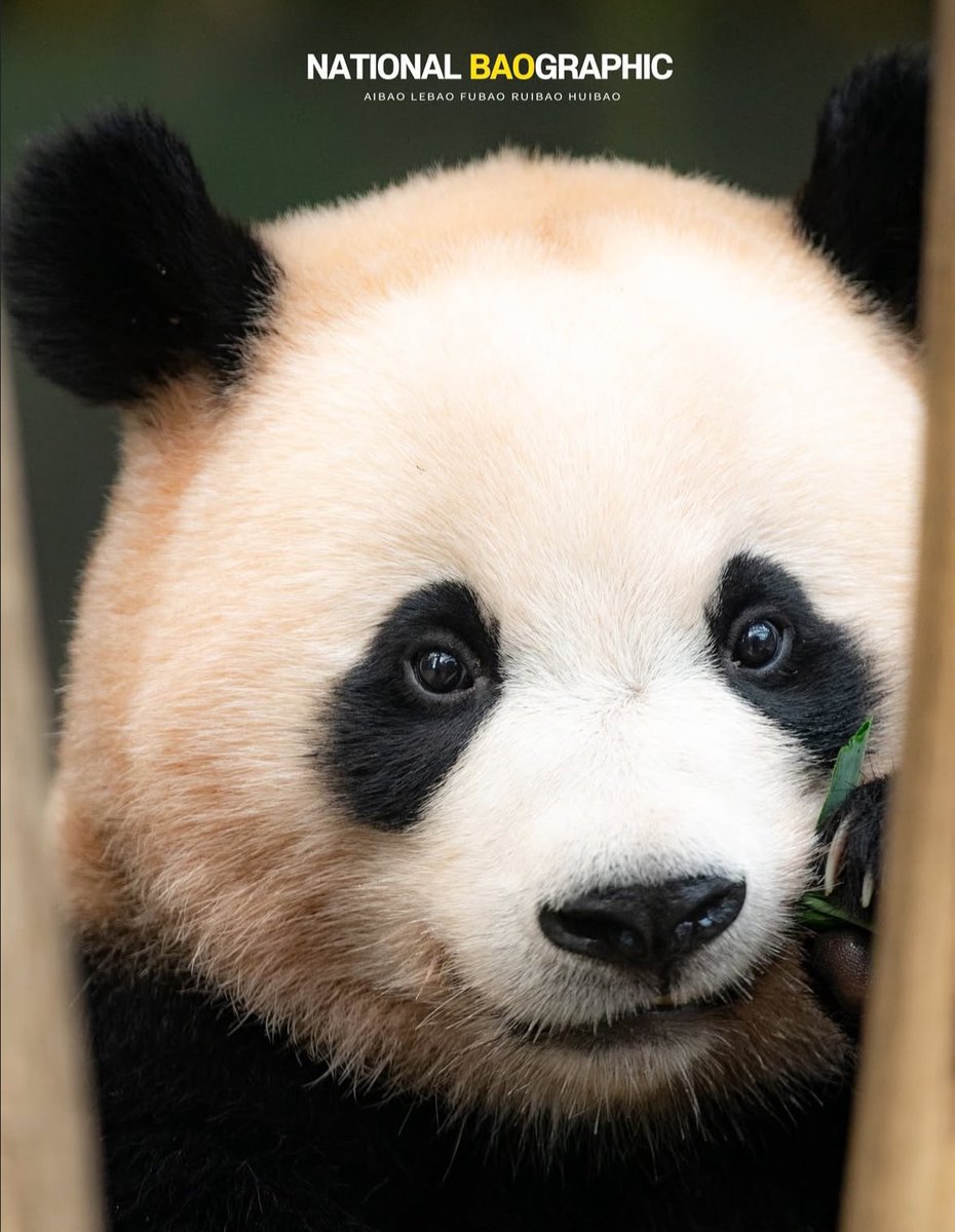 성장 속도 뭔데~~~불과 1년 차이잖아
#후이바오 #Huibao

출처-인스타 natbao.graphic