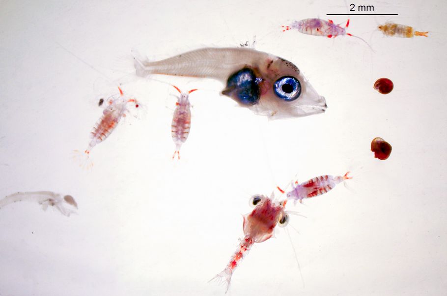 La adaptación de las larvas de atún rojo a una dieta eficiente les permite un crecimiento óptimo en las aguas mediterráneas cálidas y de baja productividad buff.ly/uR9V7CQ 

Según el <a href="/ieo_baleares/">IEO Baleares 🐟🪸🐙🦐🐬</a> , los  problemas podrían aparecer a temperaturas que superen los 28 Cº