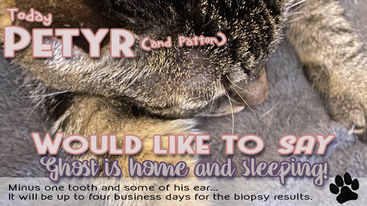 CRschilliger's tweet photo. Today's update about Ghost is coming from Petyr... Ghost had a long scary vet day and is currently in hiding.
Had one cracked tooth that had to be removed and his ear biopsy. #gofundme is still going, #CatsOfTwitter because cats... and uh... TNR saves lives! https://t.co/VDYSdVwYfi