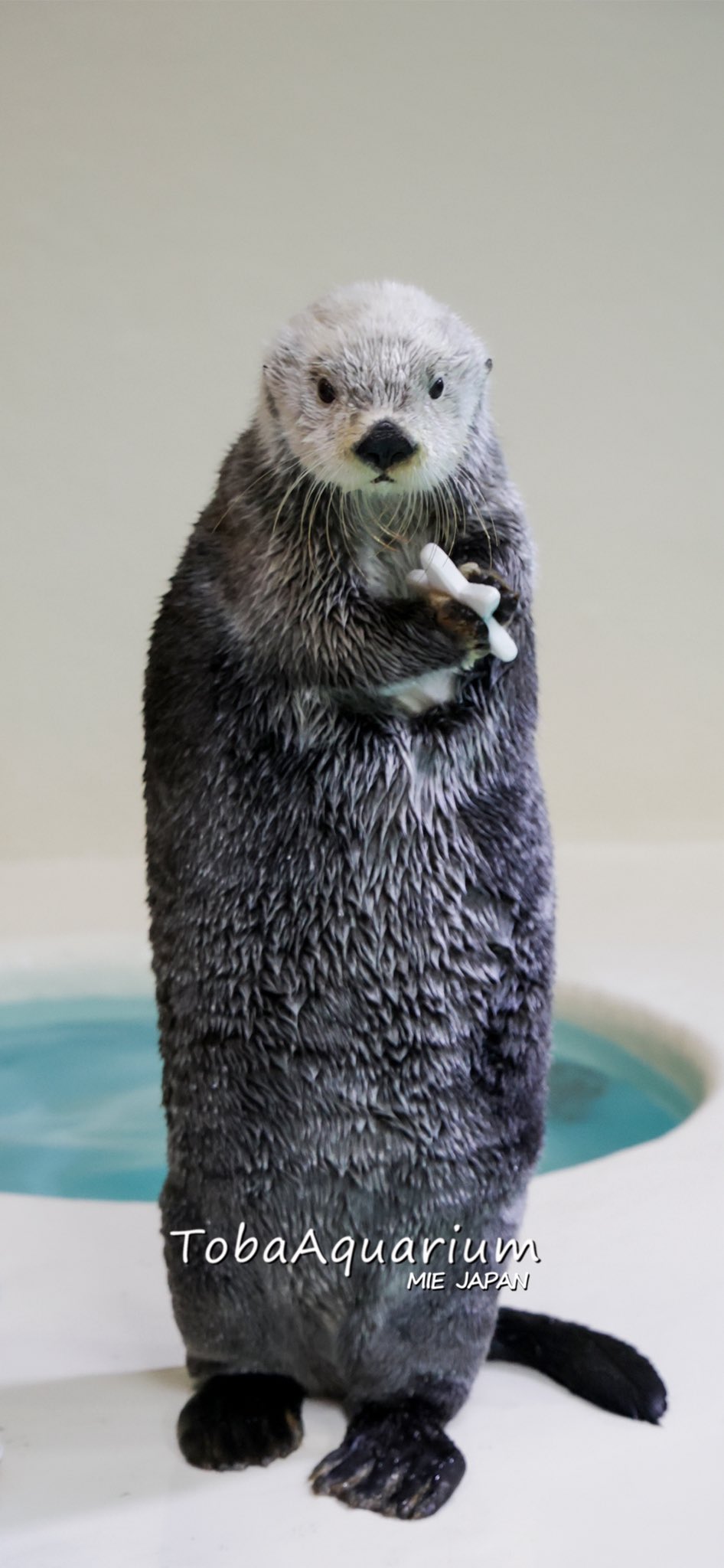 鳥羽水族館 コレクションカード 50枚 鳥羽水族館 コレクションカード