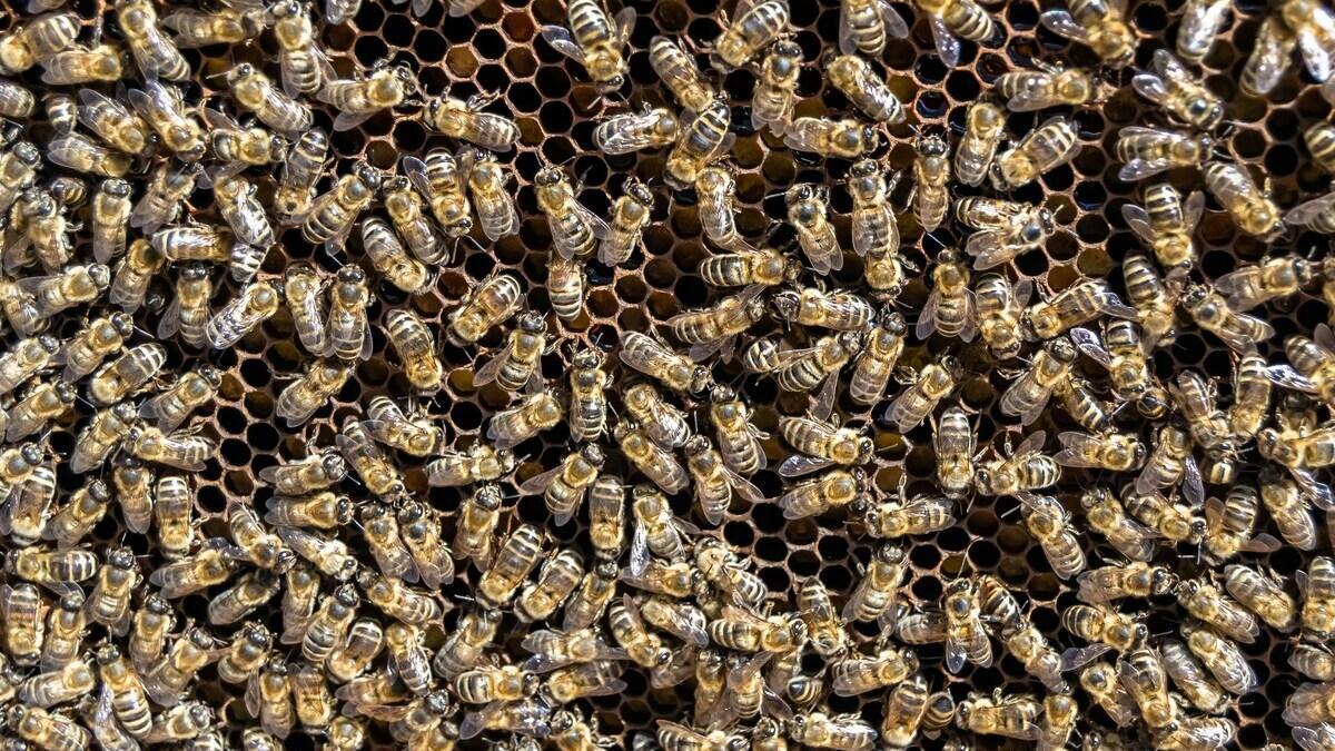 Hospitalisée et mourante, cette femme voit ses symptômes disparaître après une attaque d'abeilles 👉 bit.ly/4fUWHFN