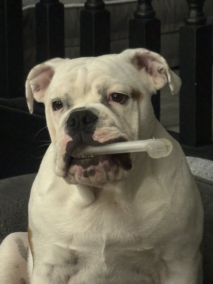 Happy #NationalDogDay 🦴