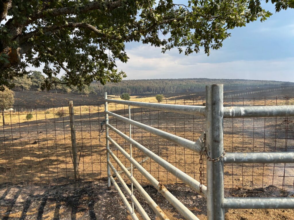 La Junta publica el listado de municipios y localidades afectados por grandes incendios forestales, donde se incluyen varios palentinos
asajacyl.com/palencia/asaja…