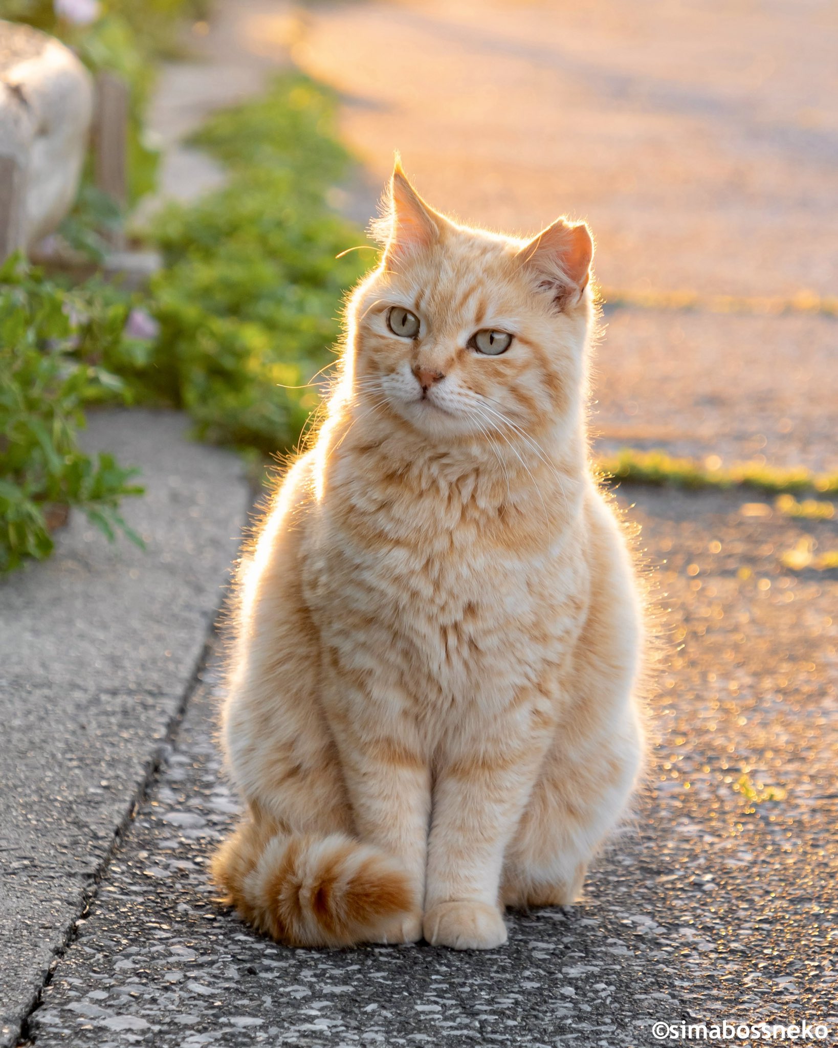 ちゃちゃ☘️可愛い猫ちゃんいます❤︎໒꒱様 So Cute! My Dream Cat Merchandise is Finally Complete! - YouTube