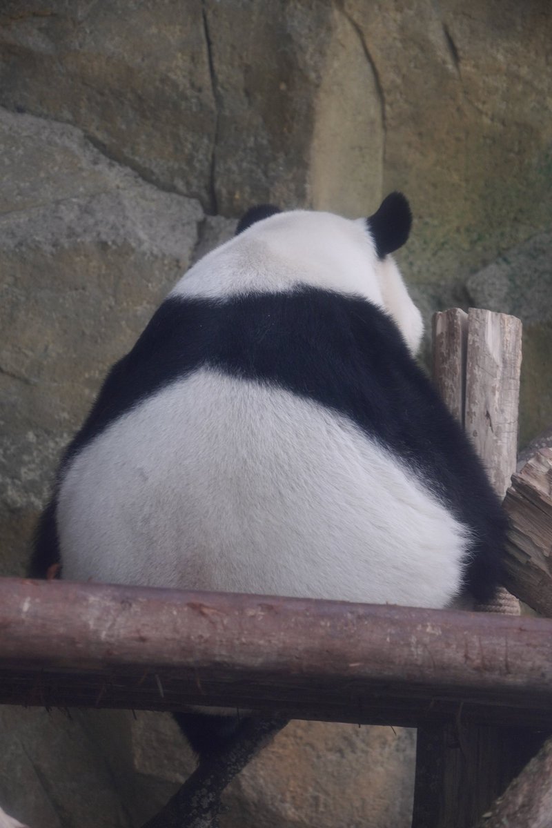 等饲养员开饭的小桃子🤣
2025.08.27🍑
今天醒的比较早，一点过就醒了🤭绕了几圈还没开饭，就又继续睡啦🤣