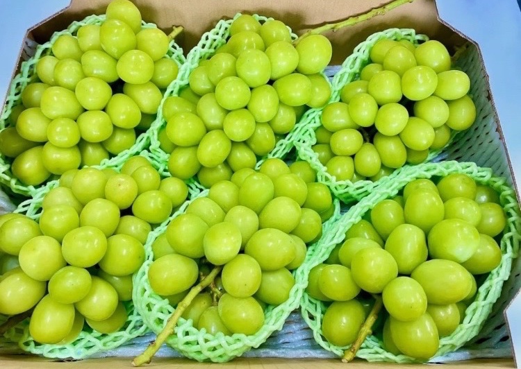 //
山梨産 シャインマスカット6房 5kg箱 を1名様にプレゼント！🎁
\\

【応募方法】フォロー&amp;いいね❤️

【締切】8月30日(土) 23:59 まで