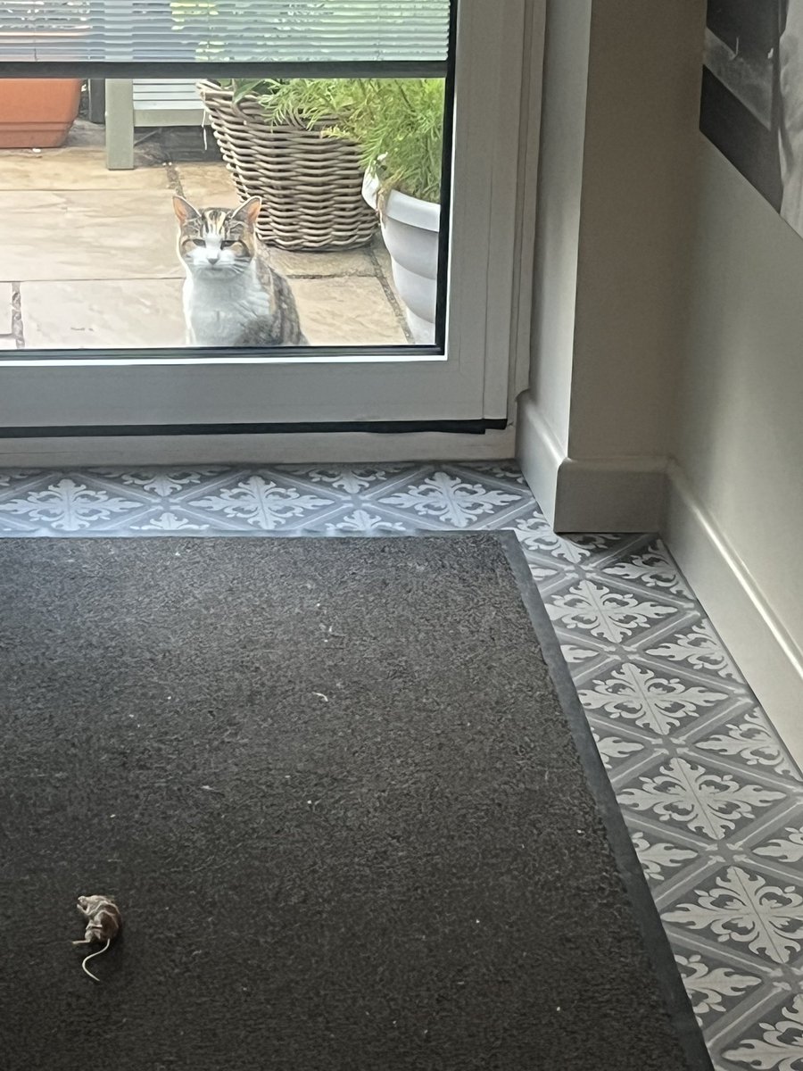 Violet Hissypants: Yes I did kill a mouse last night and bring it through the cat flap, but now I want a proper breakfast. Let me in 🙀😾😸 🍲