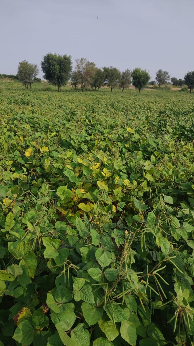 Mong ki fasal