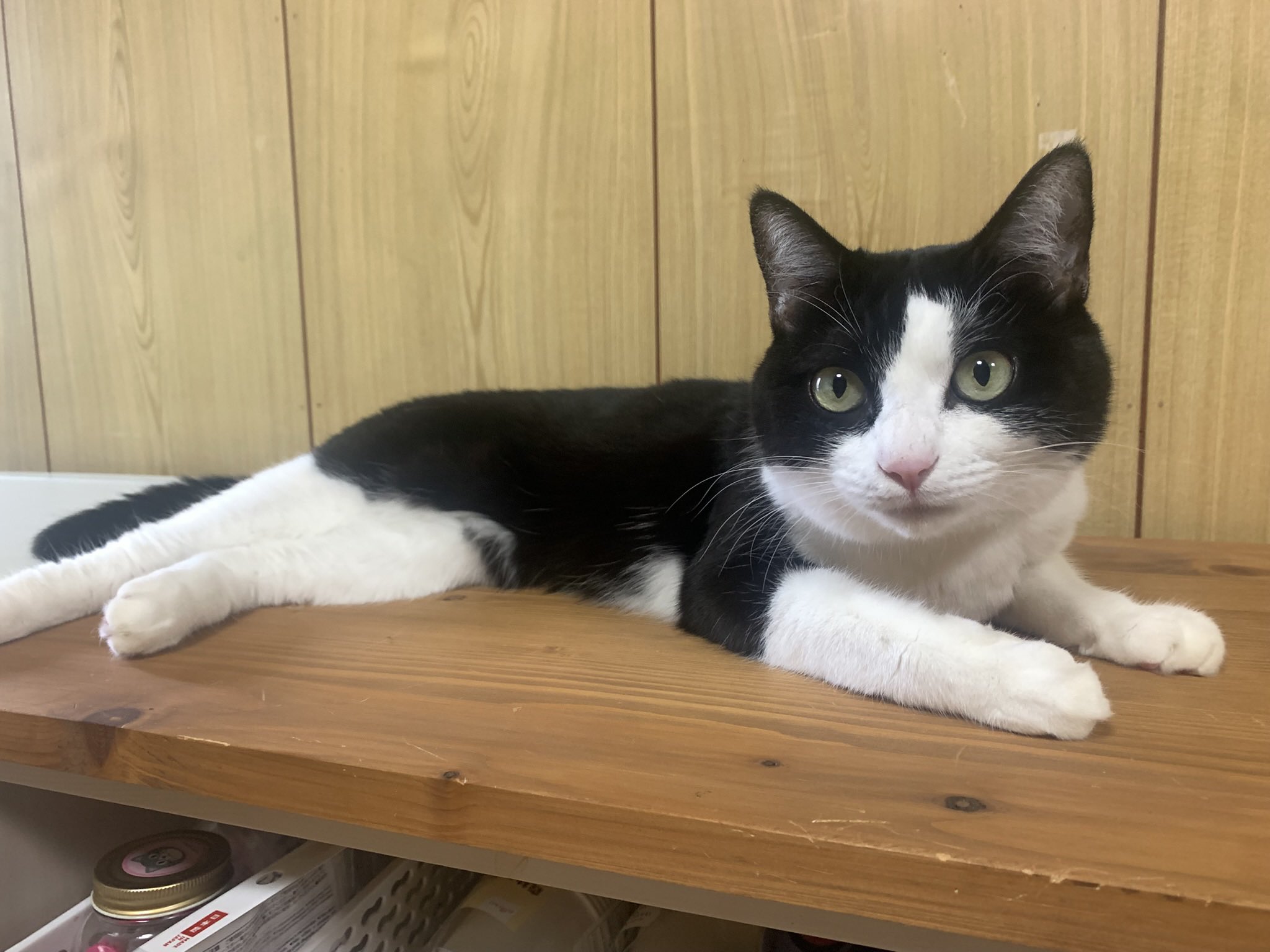 野良猫キング 野良猫 on X: 