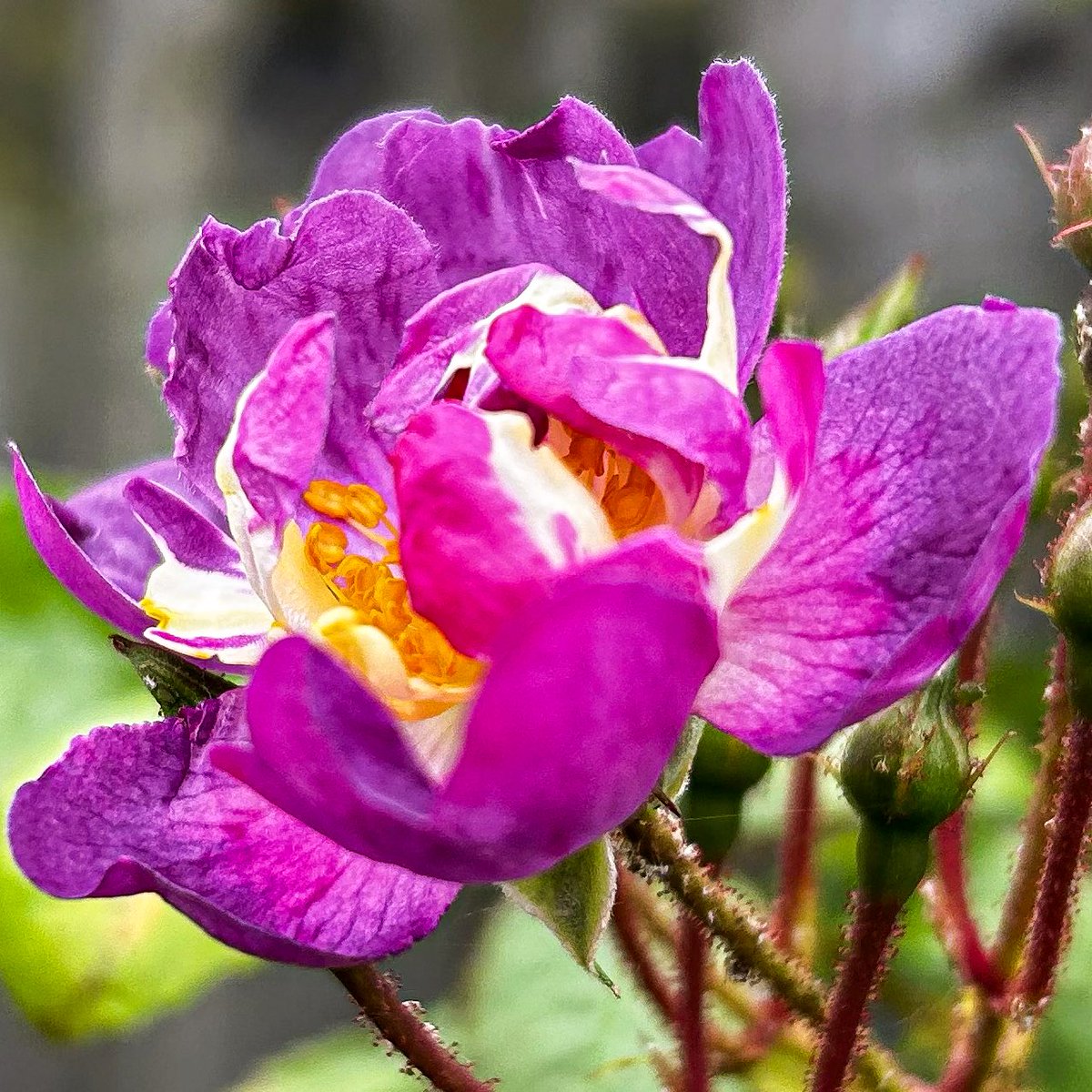 #RoseWednesday Climbing Rose 🌹