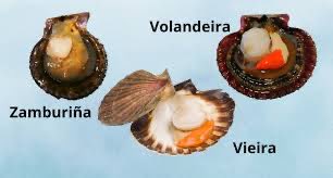 ¿Conocías la diferencia entre las Zamburiñas, las Volandeiras y las Vieiras?

Atento 🦪👀👇🏼