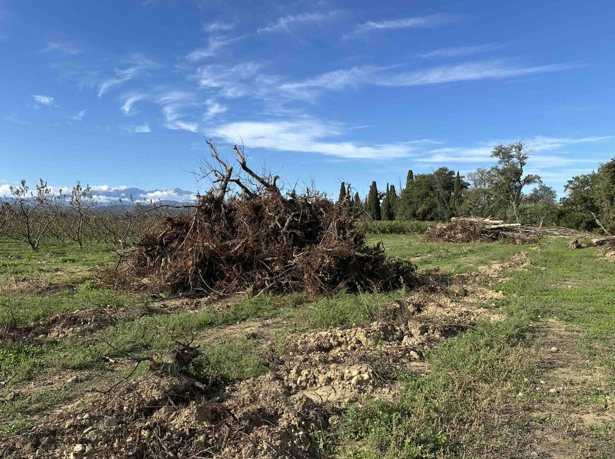 Adieu pommes, cerises, pêches, abricots, fraises ? Les dernières statistiques du ministère de l’Agriculture actent une baisse quasi-généralisée des surfaces en production fruitière, défiant le Plan de souveraineté fruits et légumes décrété en 2023.
➡️urls.fr/hZKp6J