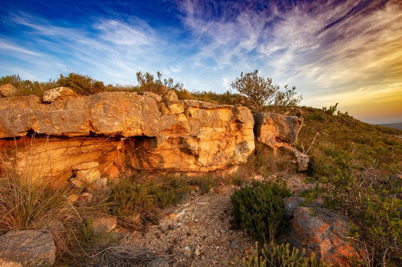 AgriNewsSA's tweet image. #Conservation win in the #Overberg! 270 hectares of critically endangered r#enosterveld secured at Goereesoe — a key breeding site for the endangered Black Harrier  (&amp;lt;500 pairs left in the wild).
Read more 👉 tinyurl.com/4jjwj55t
#AgriNews #WesternCape