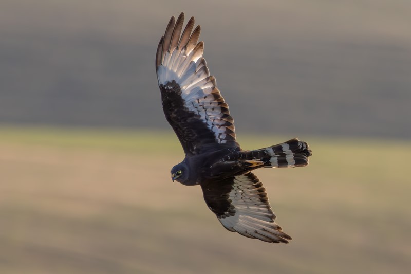 AgriNewsSA's tweet image. #Conservation win in the #Overberg! 270 hectares of critically endangered r#enosterveld secured at Goereesoe — a key breeding site for the endangered Black Harrier  (&amp;lt;500 pairs left in the wild).
Read more 👉 tinyurl.com/4jjwj55t
#AgriNews #WesternCape