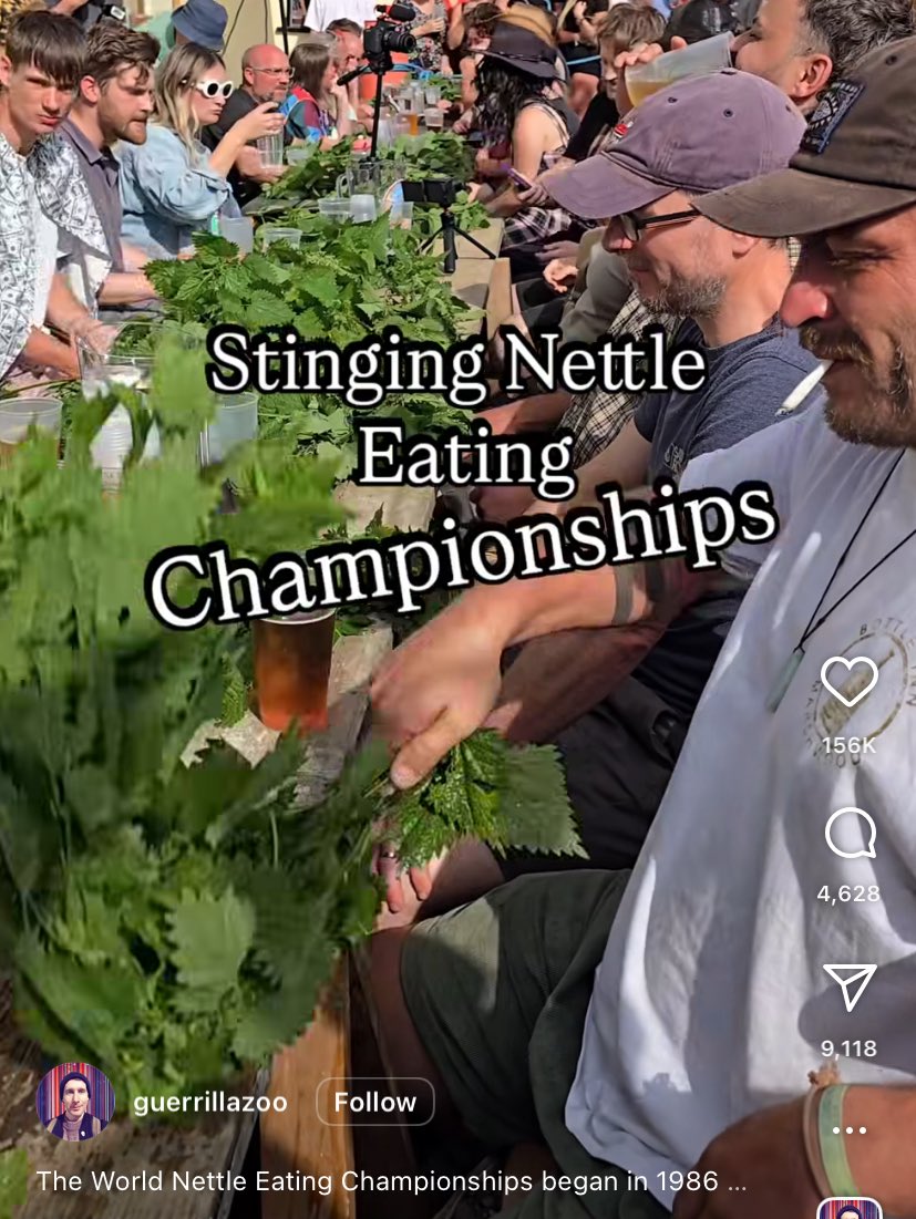 I just found out there’s a nettle eating competition someone tell Logan’s Henry