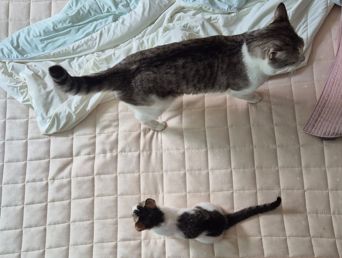 햄 정말 많이 컸지만 임보집 성묘들 옆에 있으면 여전히 코딱지 사이즈예요

이 소중한 코딱지 시절을 놓치지않을 햄복이의 평생 가족을 찾습니다!
🍔입양신청 ➡️ 디엠이나 오픈카톡!
#햄복이임보일기 #고양이입양 #사지말고입양하세요