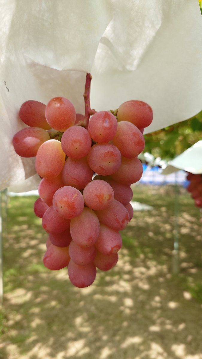 #サンシャインレッド
まだ房が出来てから2年目なので小さいです

30日から一応販売しますが
50房くらいしかありません