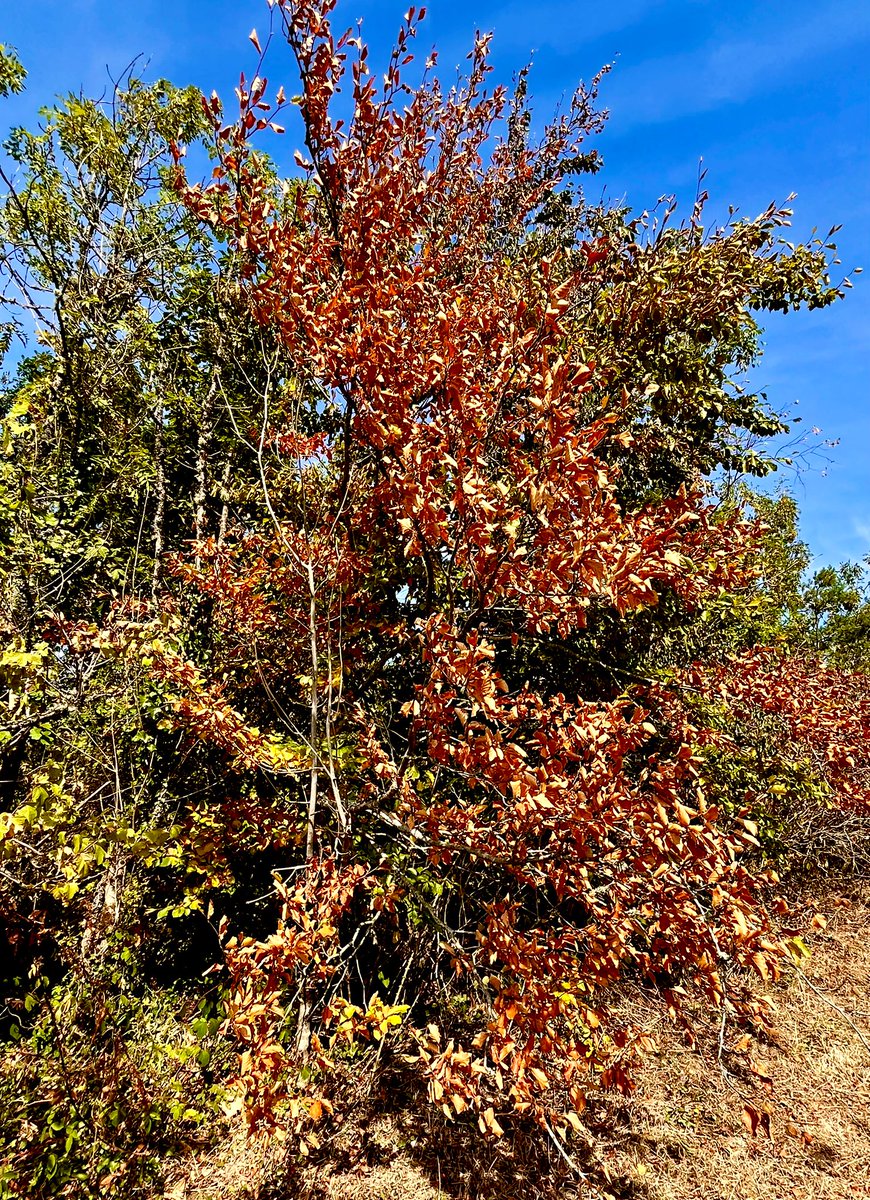 Autumn leaves. 🍁 #NatureVibes