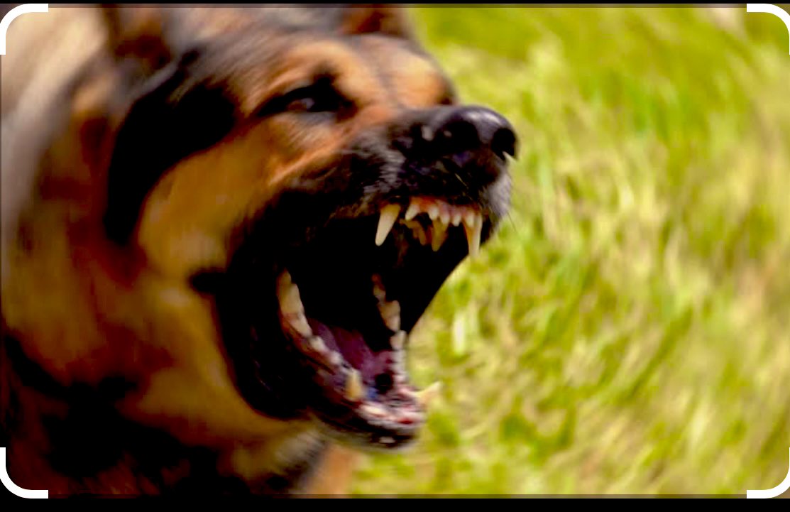 Ülkede onca sorun varken, azgın azınlık en büyük problem #itler gibi gösterilmesine izin verilmemeli, #candostlar #çocuklar #yuva gibi saçma sapan algı sözcükleriyle mama lobilerinin oyununa gelmeyeceğiz. #köpekterörü bitecek. Azgın azınlık haddini bitecek! #itlaf #başıboşköpek