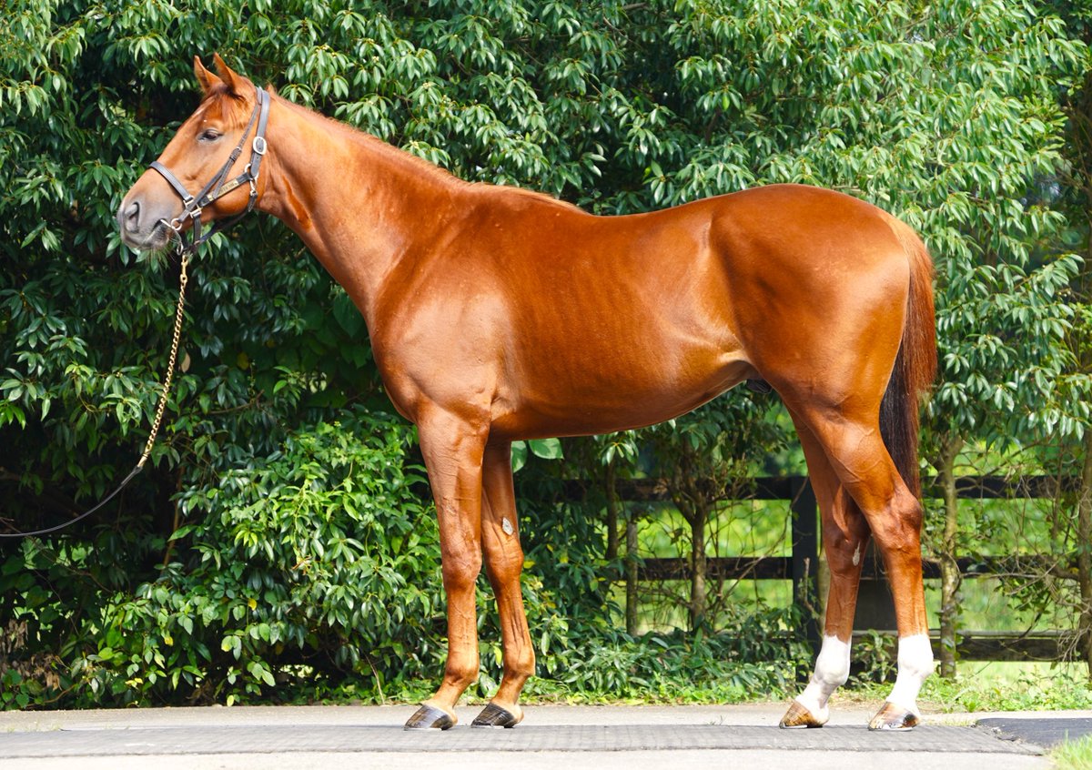 バカラ　走る馬 バカラ 走る馬 置物 【公式通販】