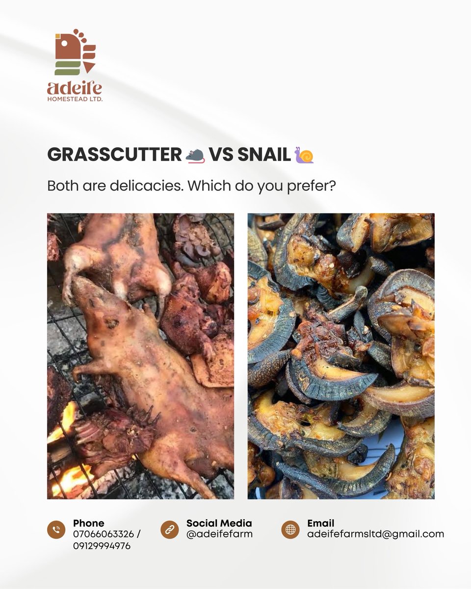 adeifefarm's tweet image. Two delicacies, one choice… Grasscutter 🐀 or Snail 🐌?
Which one are you picking for your next meal? Let’s hear your favourite 👇

#adeifefarm #grasscutter #snail #farmfresh #delicacy #farmtotable #freshfromfarm