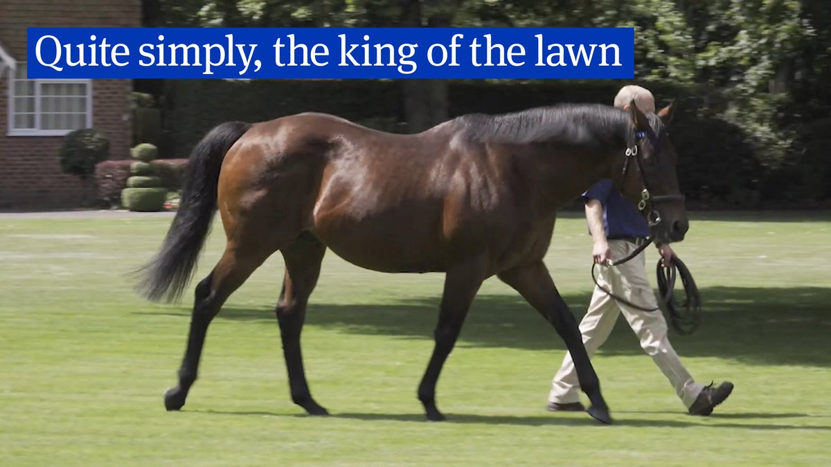 StallionInvest2's tweet image. Born to rule: the Dubawi story 🏇💎

Dubawi landed at stud with expectations as tall as his royal pedigree—standing for a fee of just £25,000. Fast-forward to today, and he commands a record-breaking £350,000—a living legend whose value is clear to everyone watching the sales…