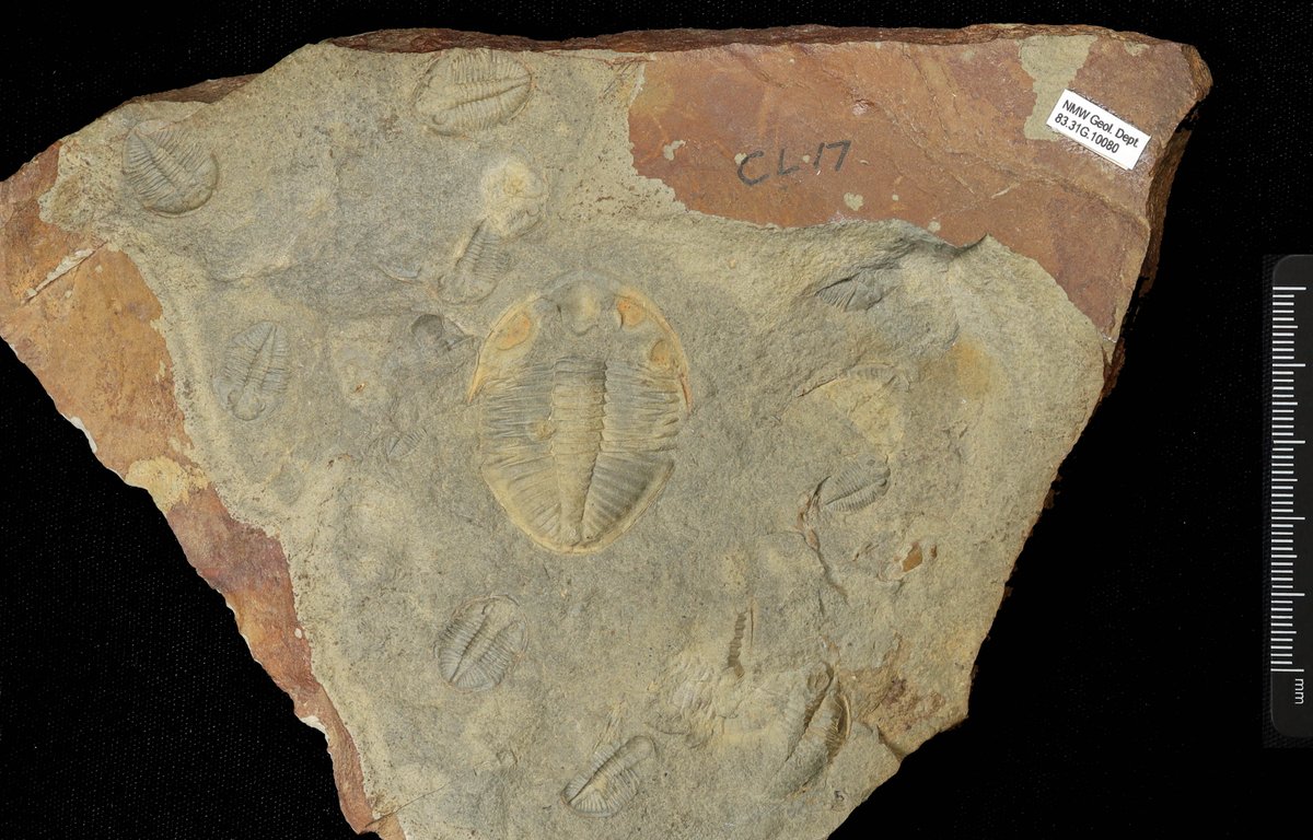 CardiffCurator's tweet image. J am ‘juvenile’ (ifanc). Faint o Ogyginus corndensis bychan allwch chi eu cyfri? #Trilobit #yrwyddor
J is for juveniles. How many tiny Ogyginus corndensis can you spot? #TrilobiteTuesday #alphabet