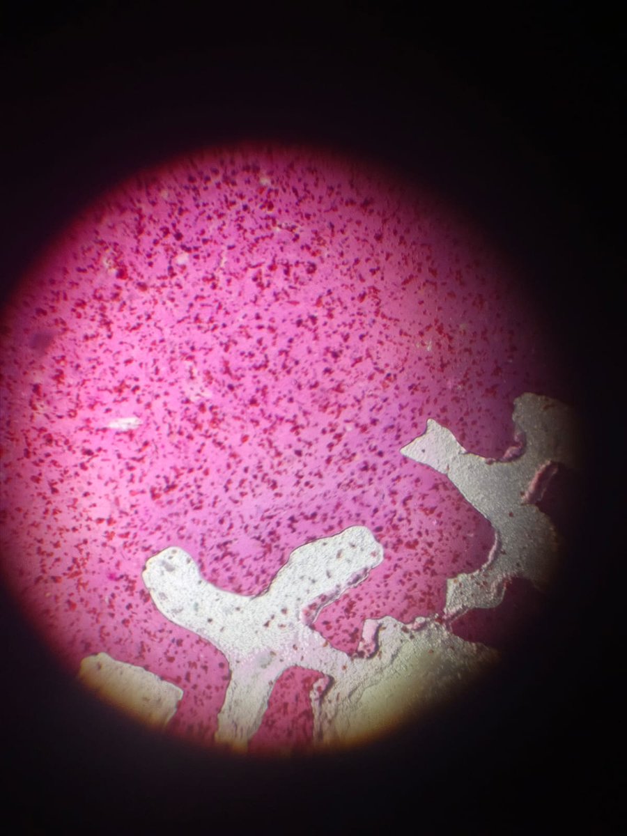 SaleemJ02138299's tweet photo. STEAM competition Activities.
Experiment: Exploring the cell of living things.

Class 6th,
GHSS Hassan jamali Nawabshah Sindh. https://t.co/wqx7ydCdyK